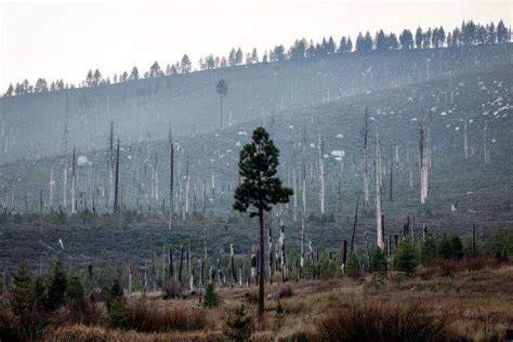 Why are California trees dying?