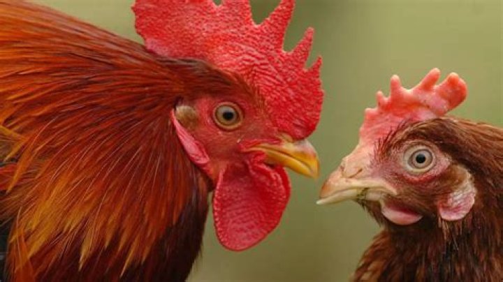 Why are chickens so big now?
