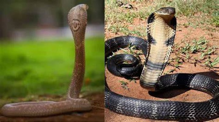 Why are king cobras not true cobras?