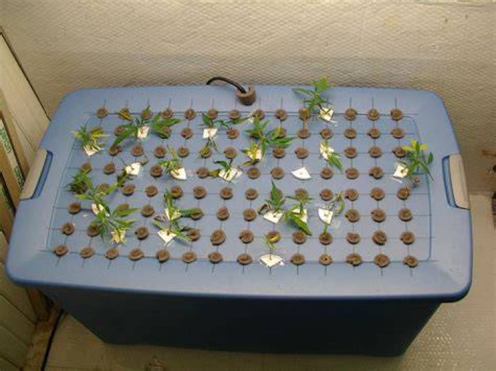 Why are my clones turning yellow?