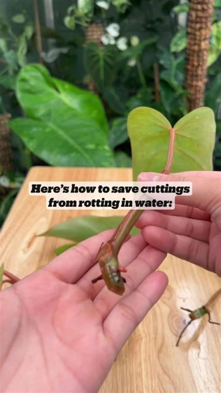 Why are my cuttings rotting in water?