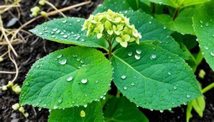 Why are my hydrangeas only blooming on the bottom?