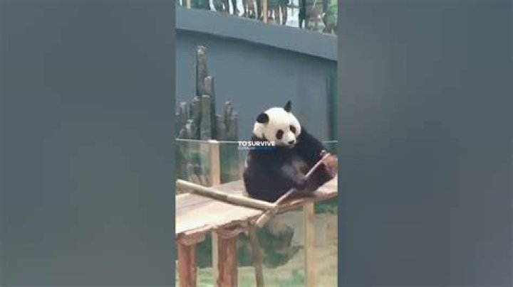 Why are pandas useless?