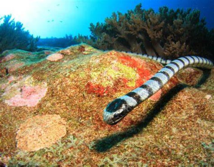 Why are sea snakes not aggressive?