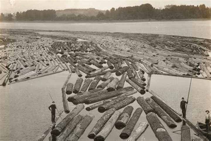 Why are there logs in the river?