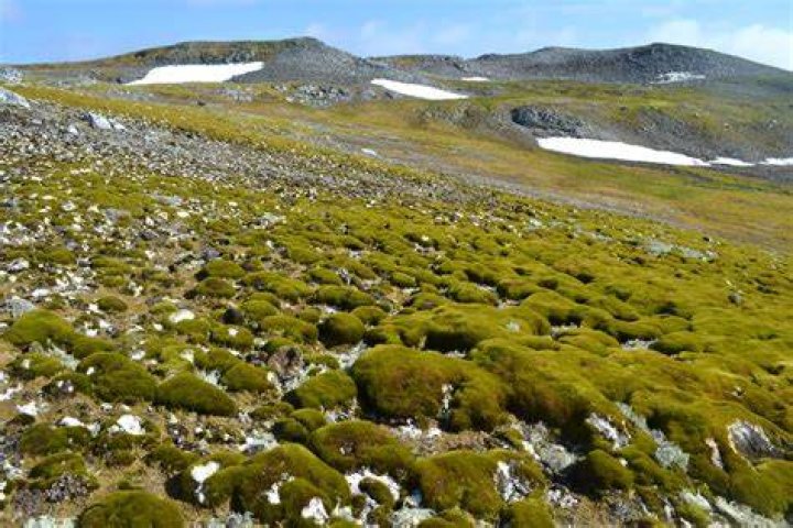 Why are there plants on ski jump?