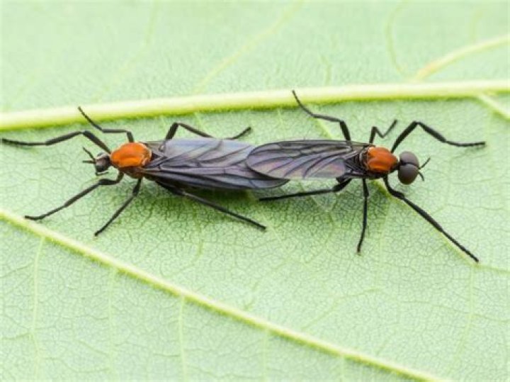 Why are they called lovebugs?