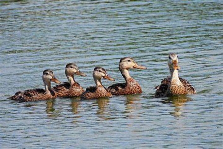 Why are twos called ducks?