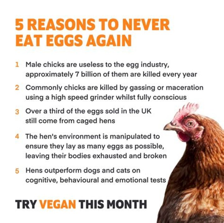 Why are vegans against eggs?