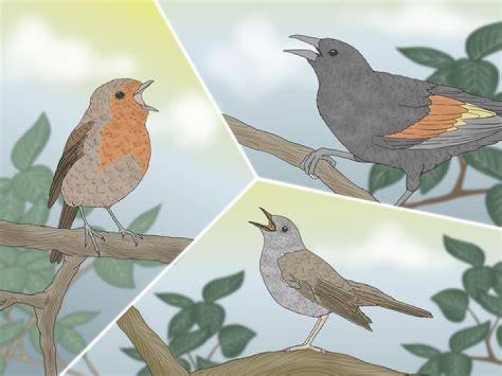 Why do birds chirp at 4am?