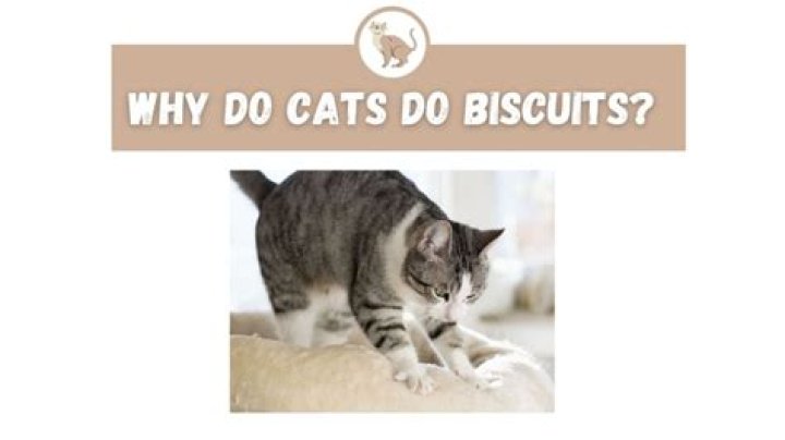Why do cats do biscuits?
