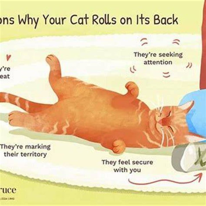 Why do cats roll over in front of you?