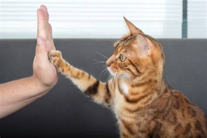 Why do cats slap your hand?