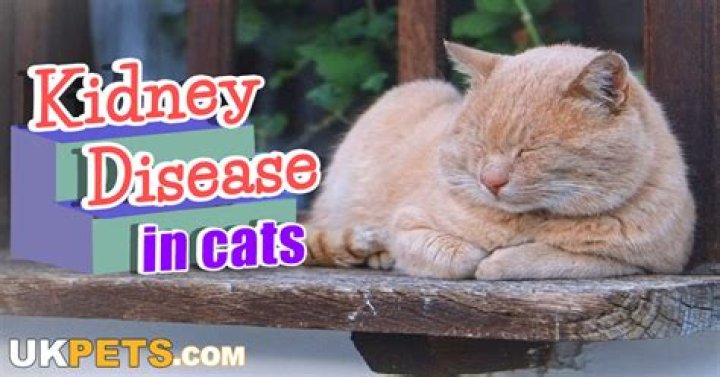 Why do cats with kidney disease stop eating?