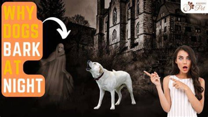Why do dogs bark at night ghost?