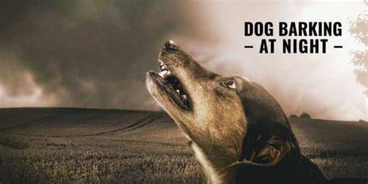 Why do dogs bark non stop at night?