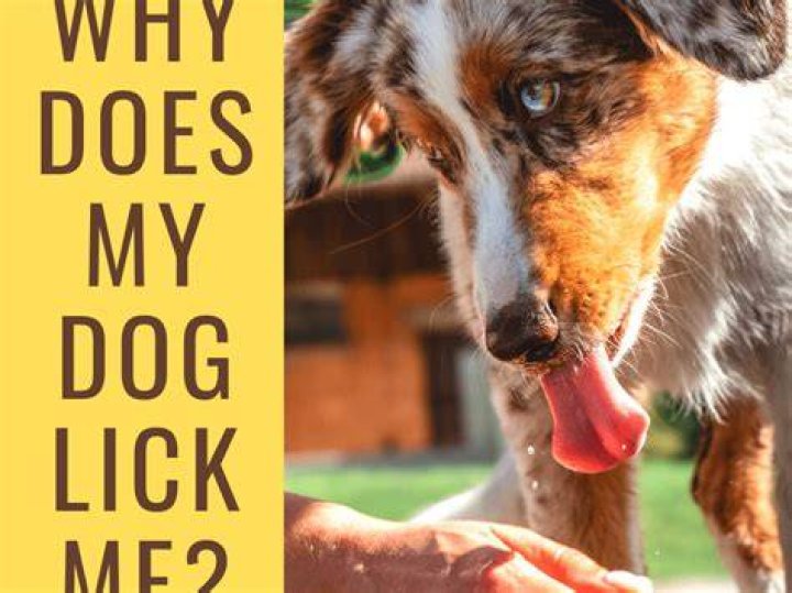 Why do dogs lick and smell?