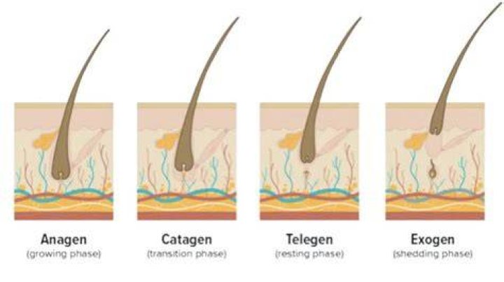 Why do eyebrows stop growing?