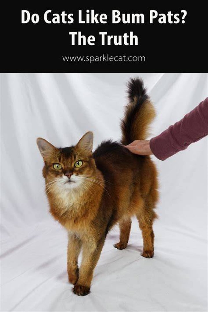 Why do female cats like their bum patted?