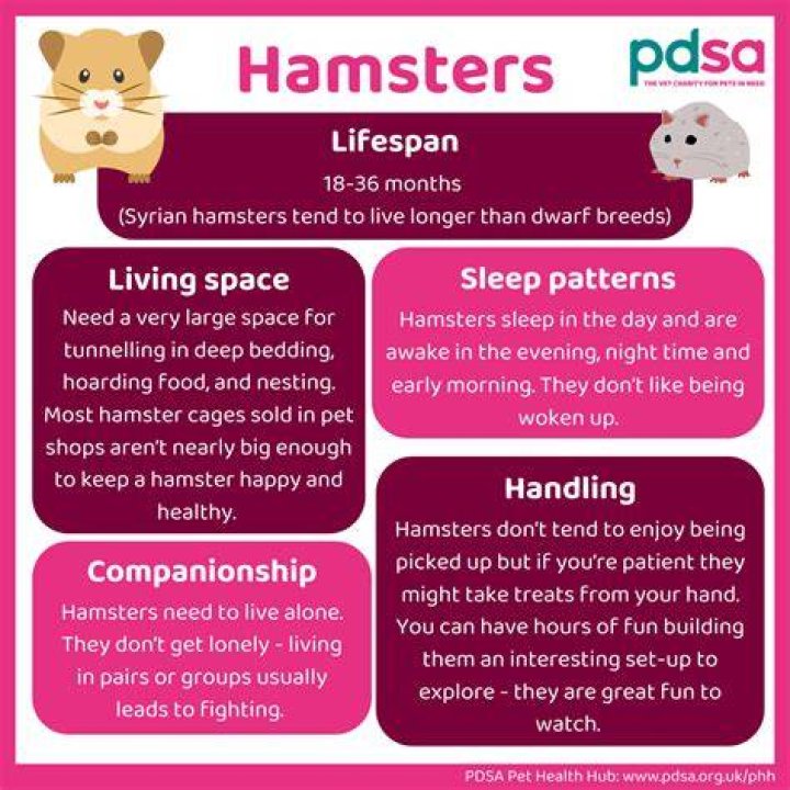 Why do hamsters only live 2 years?
