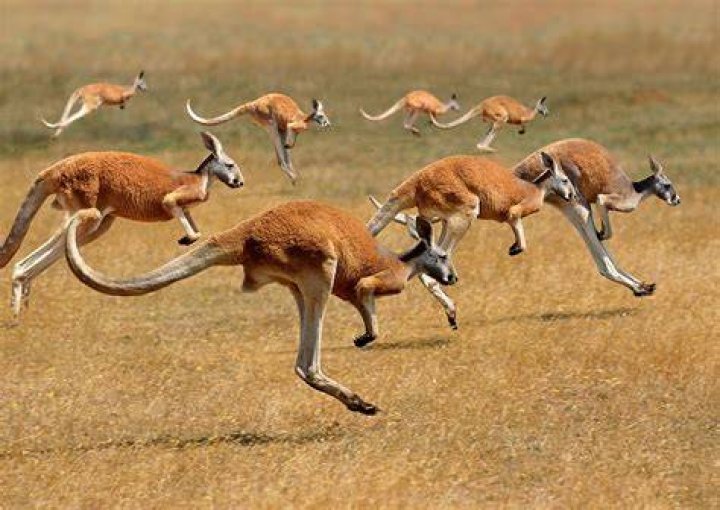 Why do kangaroos go to the road?