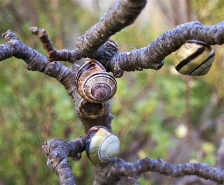 Why do snails climb trees?