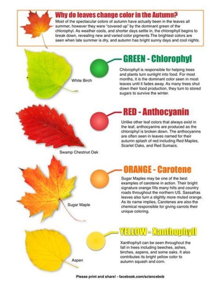 Why do some leaves turn different colors?