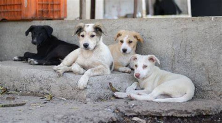 Why do stray dogs cry at night?