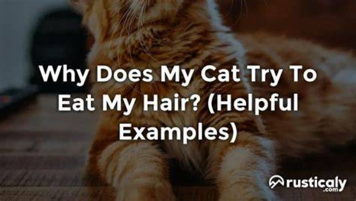 Why does my cat try to eat my hair?