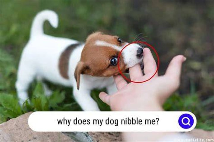Why does my dog nibble on himself?