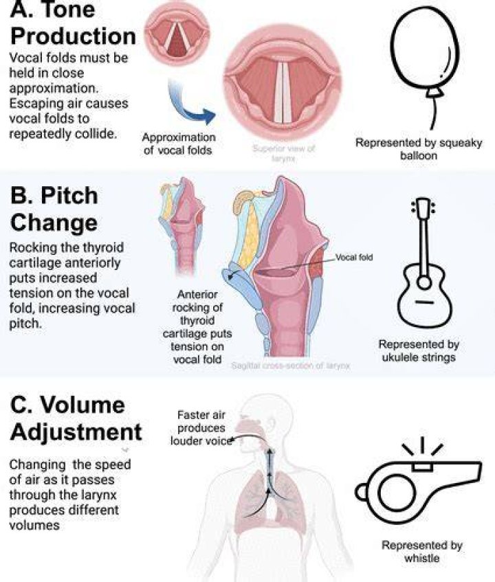Why does singing sound better in your head?
