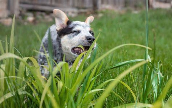 Why dogs eat grass and leaves?