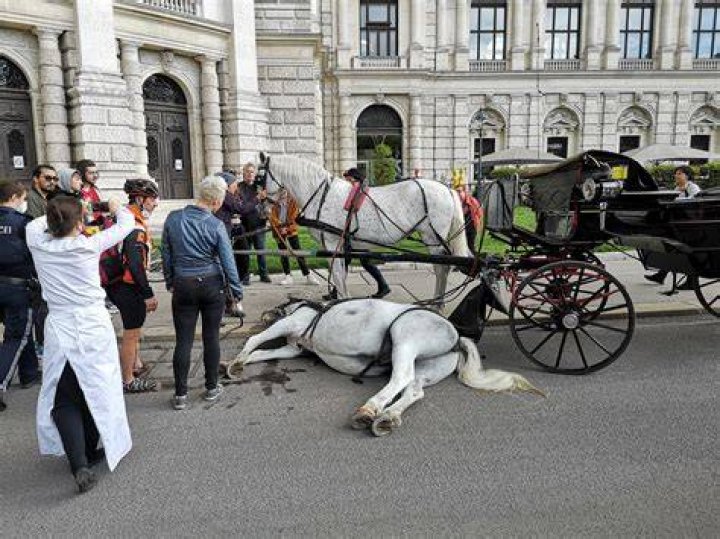 Why is immortality in the carriage?