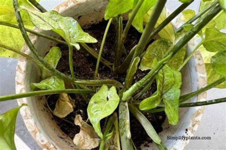 Why is my Arrowhead Plant falling over?