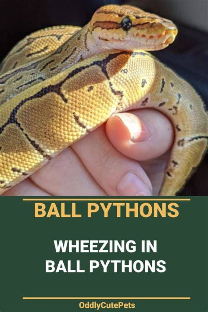 Why is my ball python wheezing?