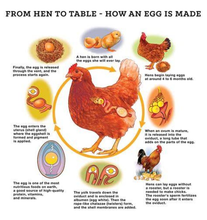 Why is my chicken sitting on an empty nest?