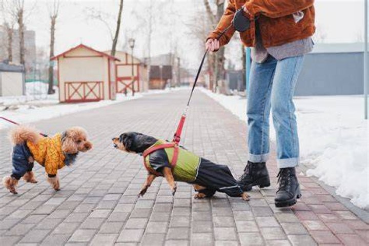 Why is my dog aggressive on leash but not off leash?