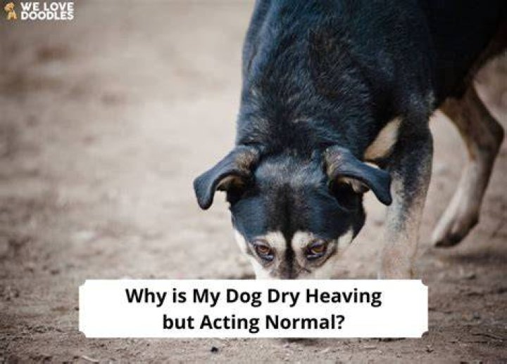 Why is my dog dry heaving but not throwing up?