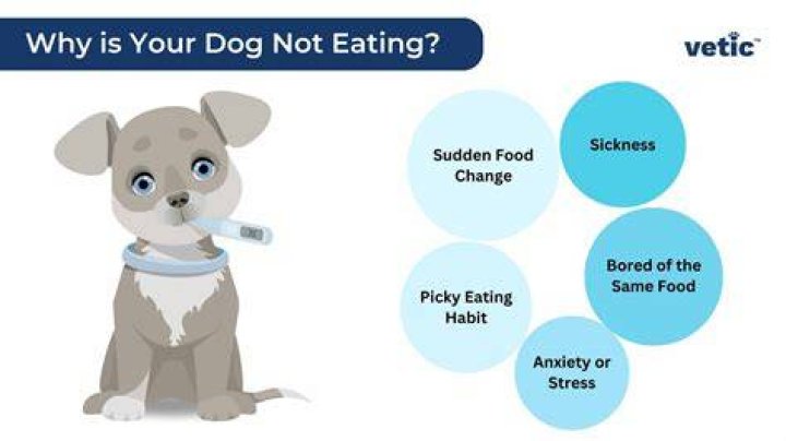 Why is my dog not eating?