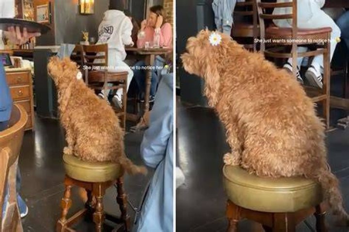 Why is my dog so desperate for attention?