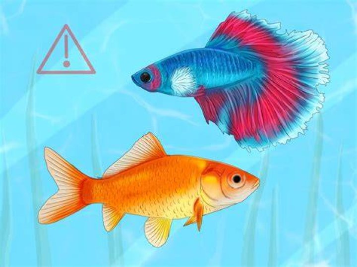 Why is my fish banging his head?