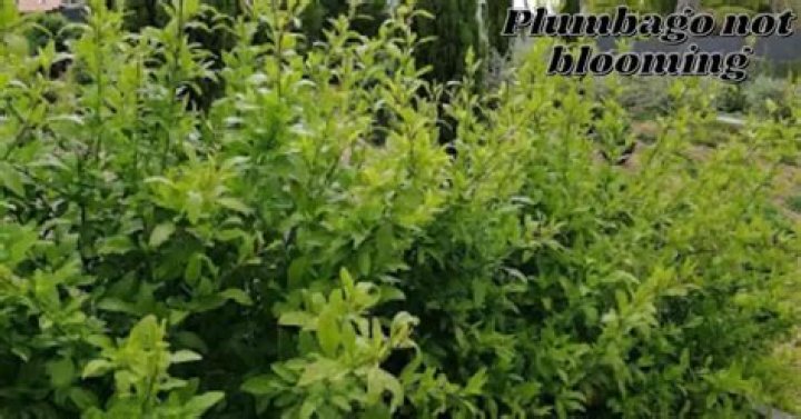 Why is my plumbago not blooming?