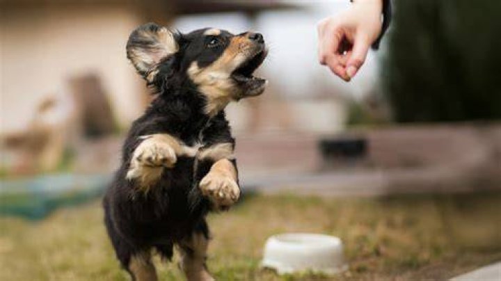 Why is my puppy so hyper and aggressive?