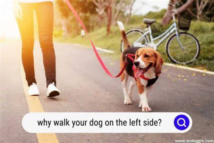 Why should dogs walk on your left side?