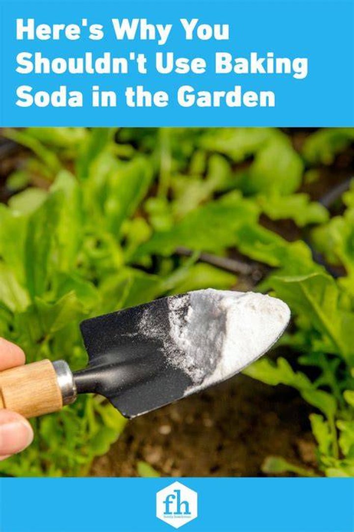 Why should you put baking soda in your garden?