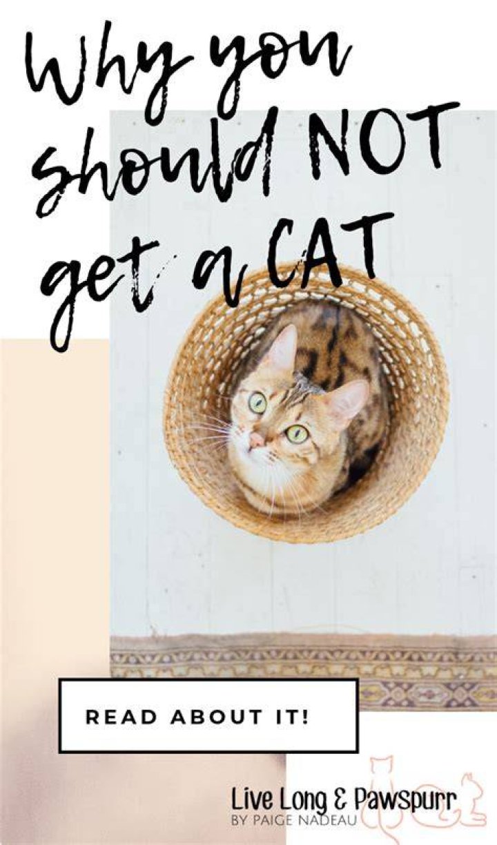 Why you should not get a cat?