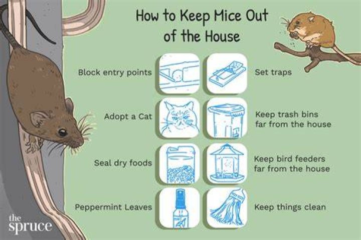 Will a clean house keep mice away?