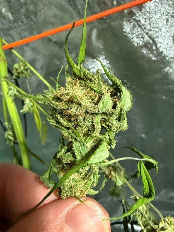 Will Bud rot spread while drying?