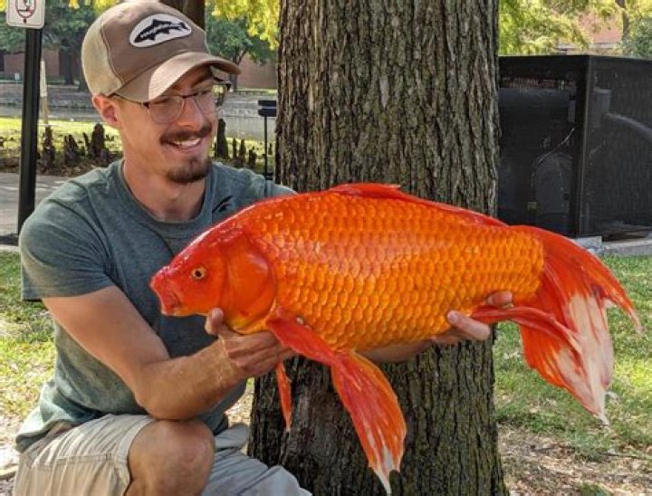 Will Goldfish make you gain weight?