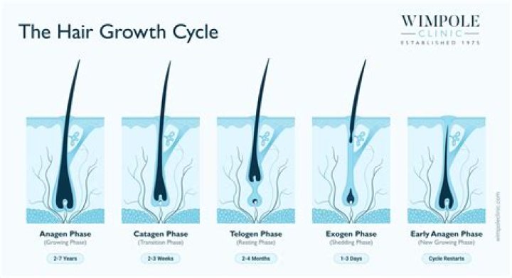 Will hair grow back after being pulled out in a fight?